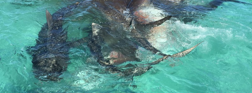 Drone Video of Shark Feeding Frenzy