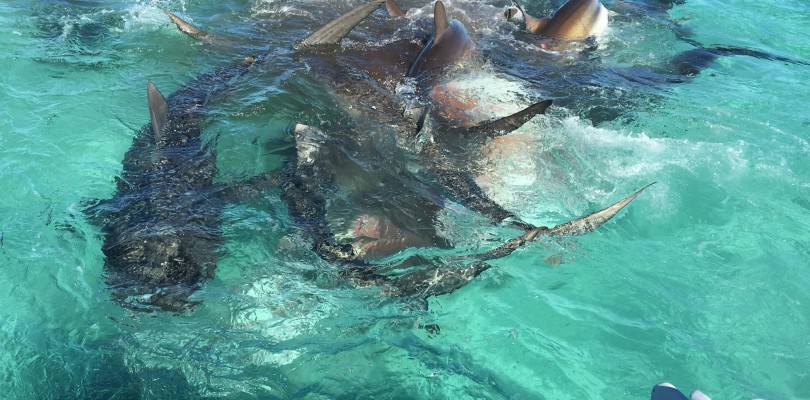 Drone Video of Shark Feeding Frenzy