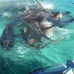 Drone Video of Shark Feeding Frenzy
