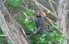 Drone in a tree