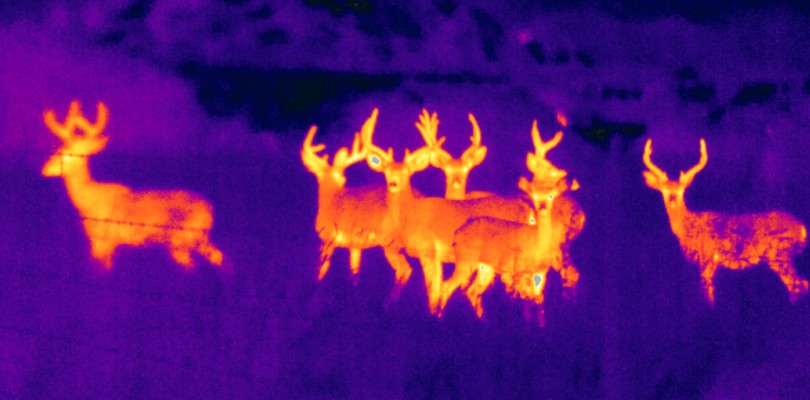 Infrared Images