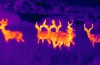 Infrared Images