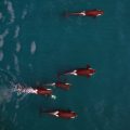 Whales from a Drone