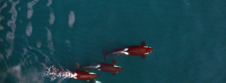 Whales from a Drone